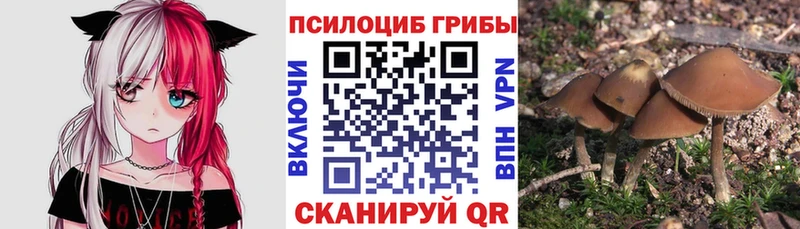 где продают наркотики  Ленинск-Кузнецкий  Галлюциногенные грибы Psilocybine cubensis 